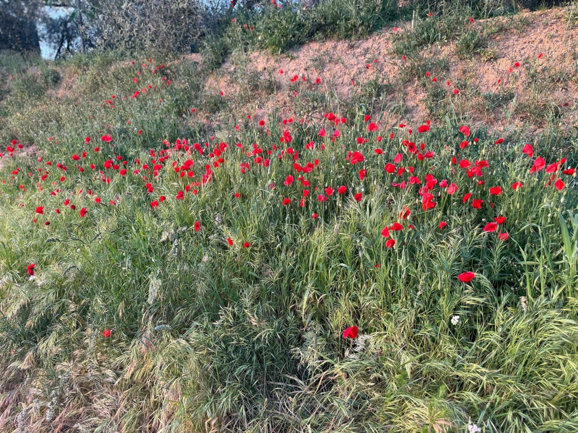 Appartamento Antico Borgo San Quirico dʼOrcia Esterno foto